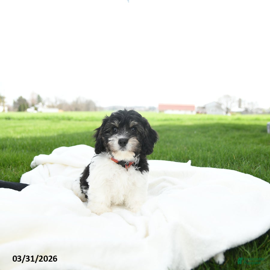 Cavachon dogs Jax - Ad 1
