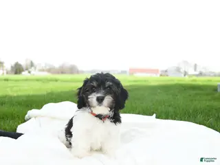 Cavachon dogs for sale: Jax - Ad 1