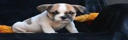 Mixed Breed dogs for sale: Jax - Ad 9