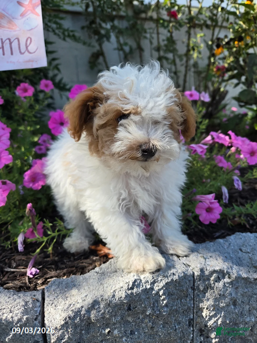 Miniature Poodle dogs for sale: Jack - Ad 6