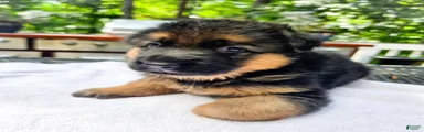 German Shepherd 2