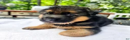 German Shepherd dogs for sale: German Shepherd 2 - Ad 1