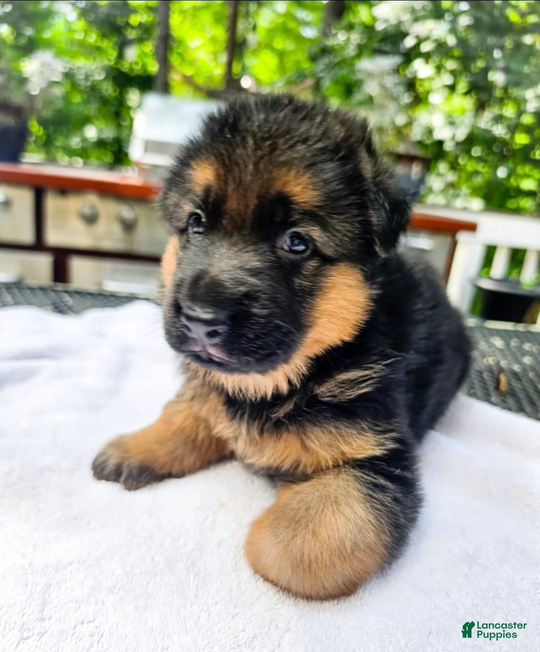 German Shepherd dogs for sale: German Shepherd 2 - Ad 1
