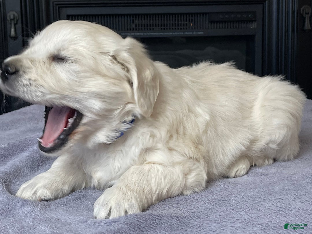 Golden Retriever dogs for sale: Gunner  - Ad 7