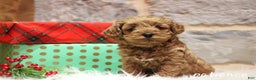 Cavapoo dogs for sale: Paitence - Ad 6