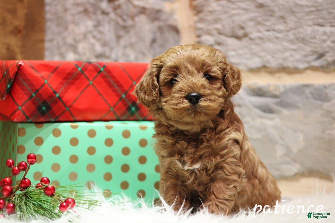 Cavapoo dogs for sale: Paitence - Ad 6