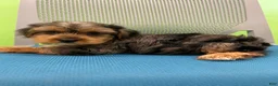 Yorkshire Terrier dogs for sale: Yorkshire Terrier Puppy 1 - Ad 3
