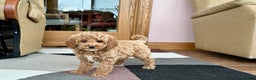 Cavapoo dogs for sale: Cavapoo male Puppy 1 - Ad 5