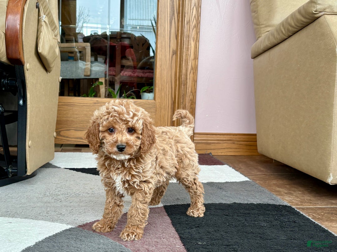 Cavapoo dogs for sale: Cavapoo male Puppy 1 - Ad 5
