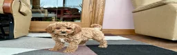 Cavapoo dogs for sale: Cavapoo male Puppy 1 - Ad 5
