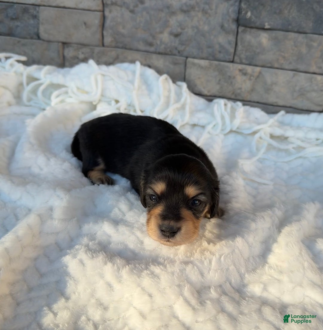 Miniature Dachshund dogs for sale: Daisy - Ad 5