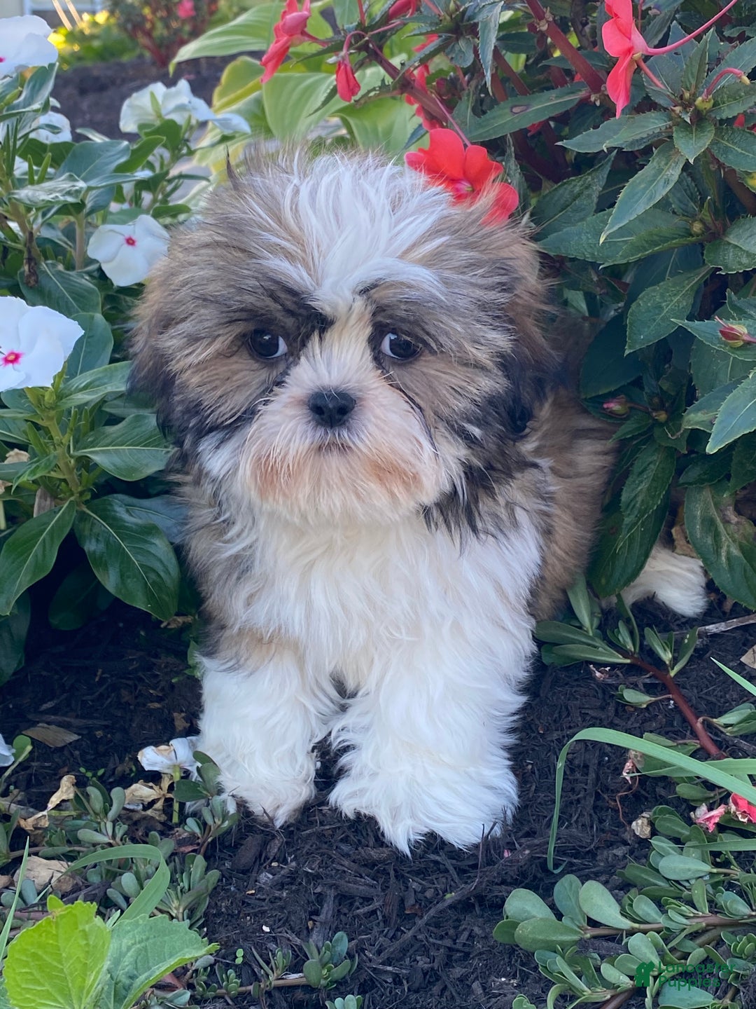 Shih Tzu dogs for sale: Stella  - Ad 2