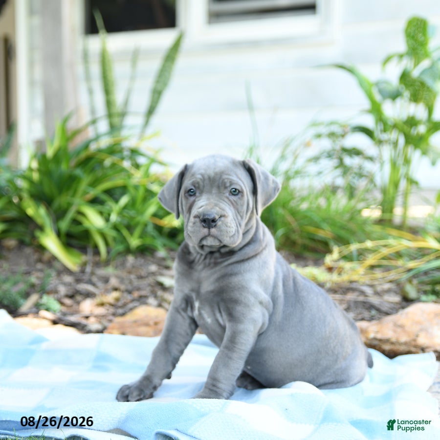 Cane Corso dogs Winter - Ad 1