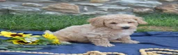 Bichpoo dogs for sale: Cricket - Ad 6