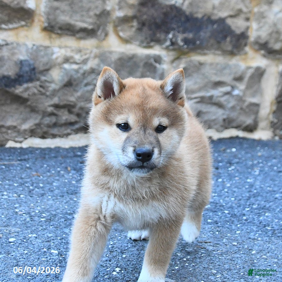 Shiba Inu dogs for sale: Shawn  - Ad 3