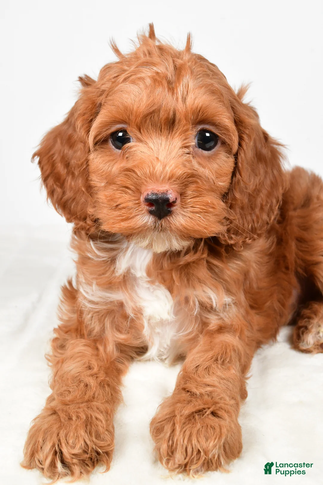 Cockapoo dogs for sale: Candy - Ad 2