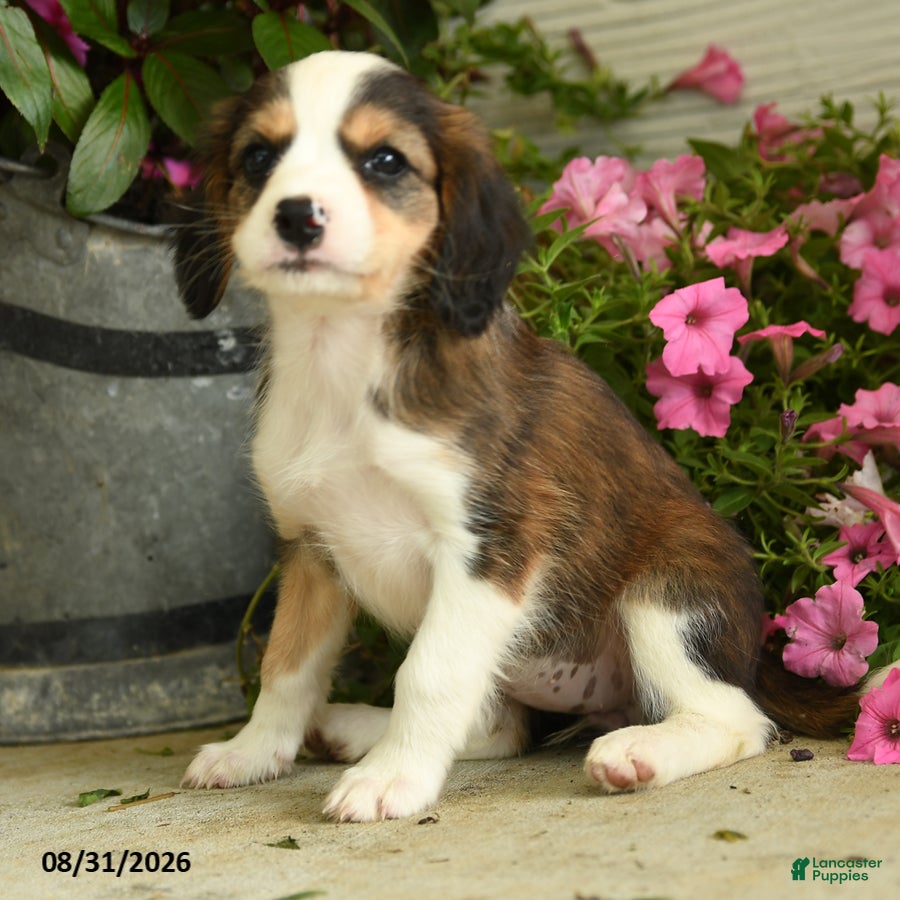 Mixed Breed dogs Josie - Ad 2