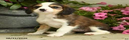 Mixed Breed dogs for sale: Josie - Ad 2