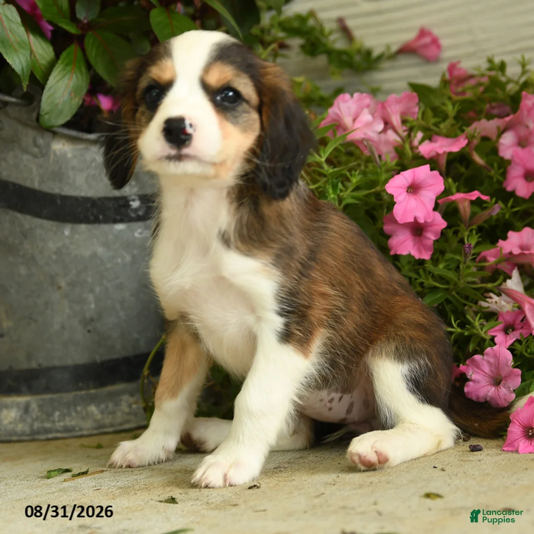 Mixed Breed dogs for sale: Josie - Ad 2