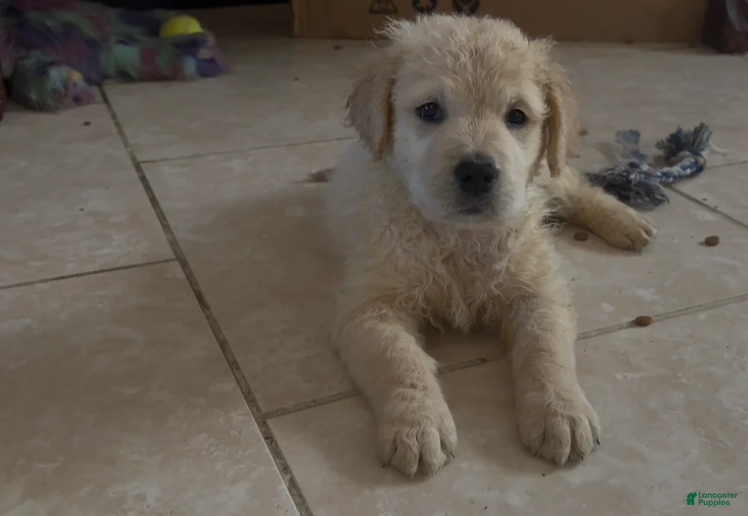 Golden Retriever dogs for sale: SHEEPS - Ad 1