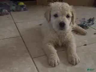 Golden Retriever dogs SHEEPS - Ad 6