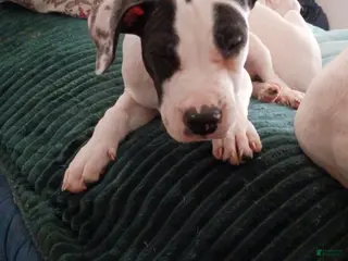 Mixed Breed dogs for sale: Mixed Breed Puppy 4 - Ad 1