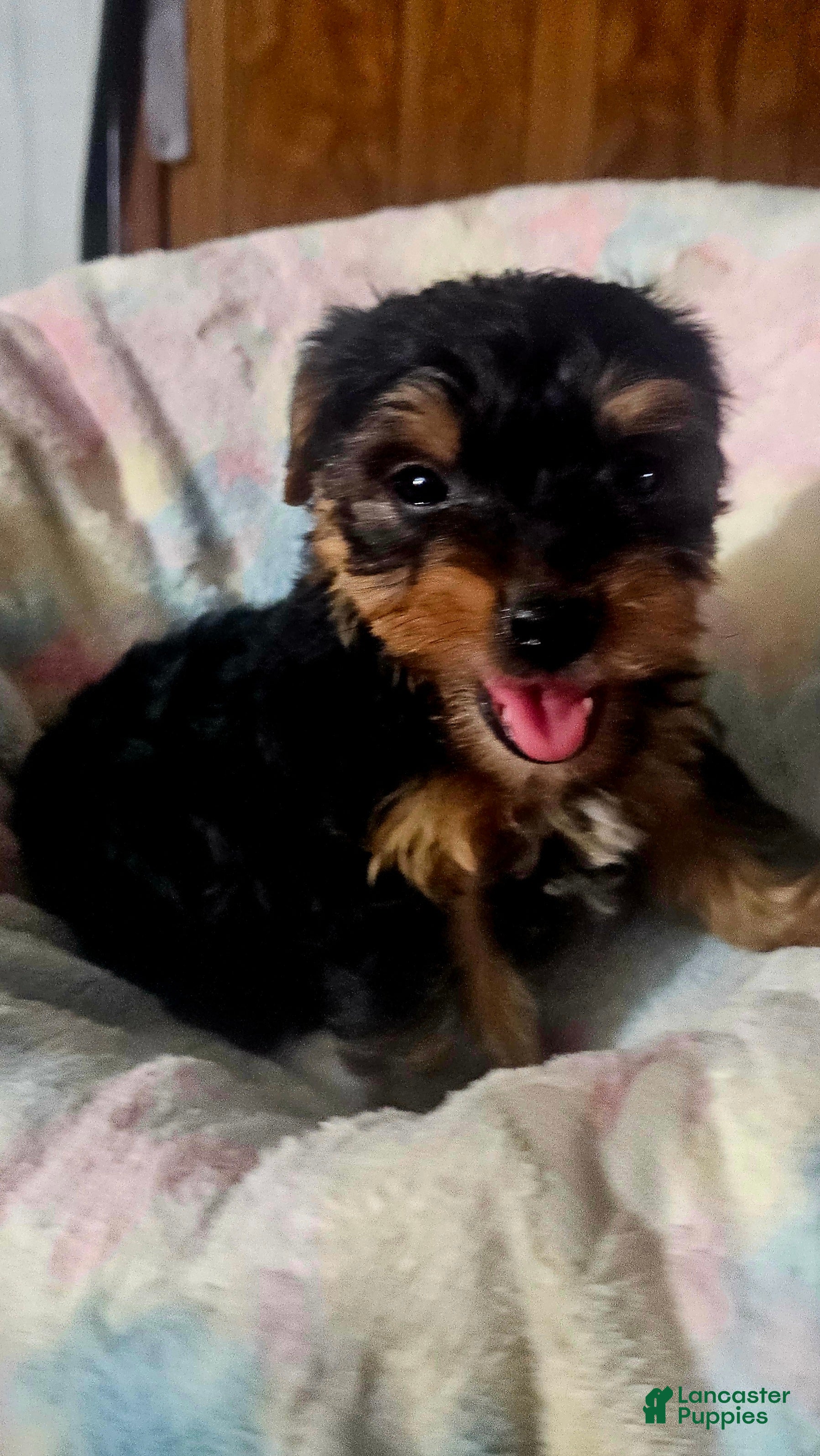 Yorkshire Terrier dogs Reese - Ad 1