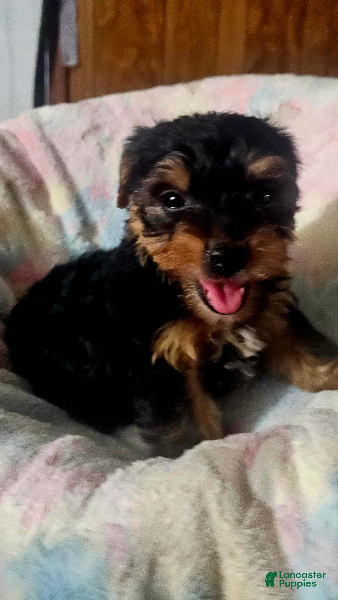 Yorkshire Terrier dogs for sale: Reese - Ad 1
