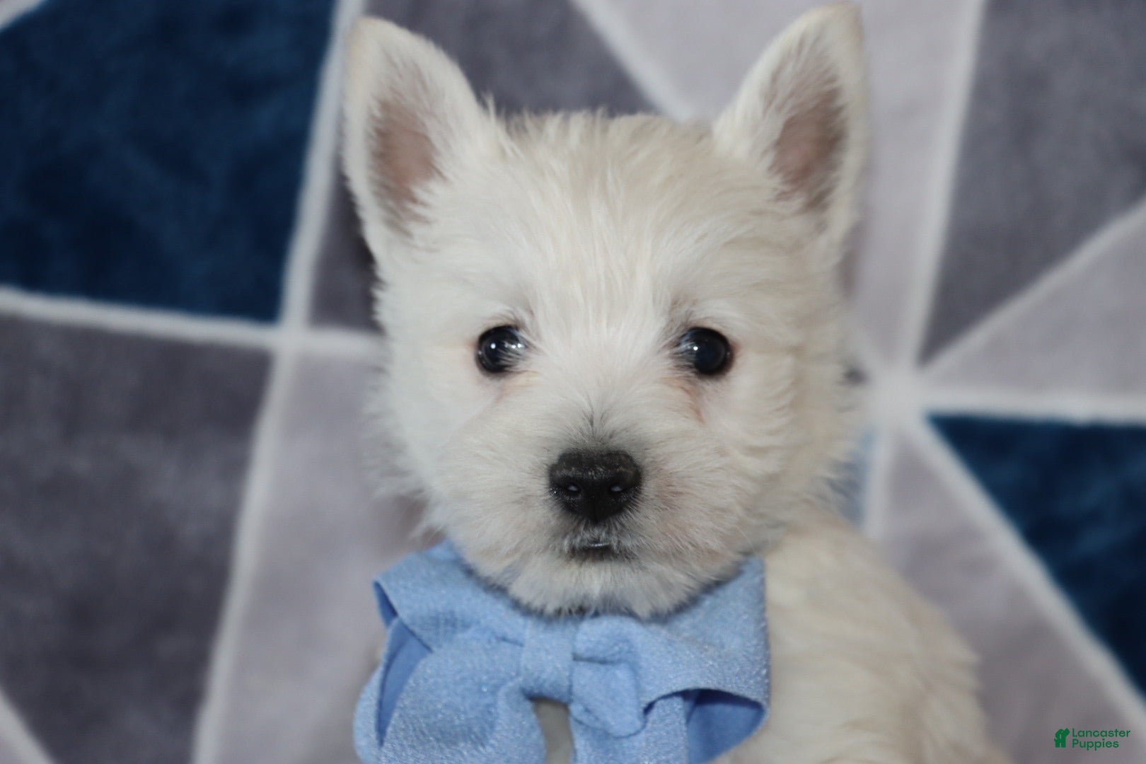 West Highland Terrier dogs Paulus - Ad 2