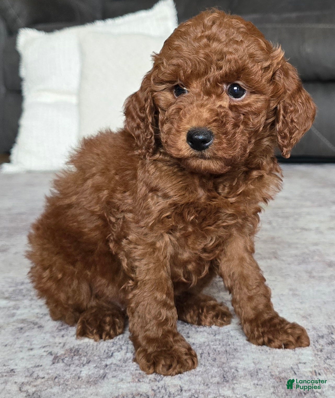 Miniature Poodle dogs Cooper - Ad 2