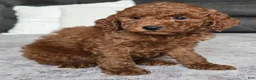Miniature Poodle dogs for sale: Cooper - Ad 3