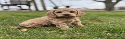 Cockapoo dogs for sale: Luna - Ad 1