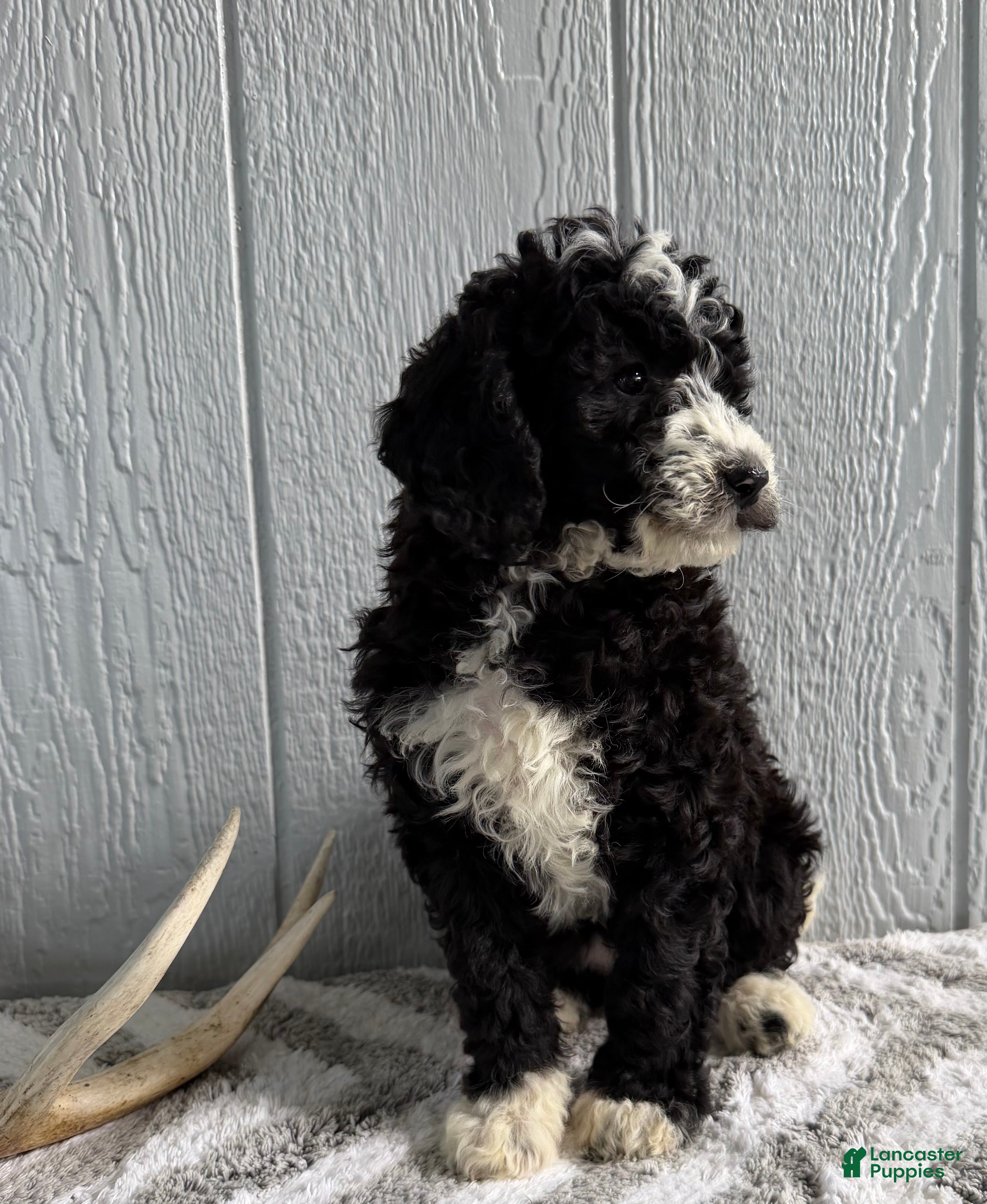 Mini Bernedoodle dogs Lanie  - Ad 2