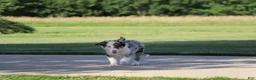 Border Collie dogs for sale: Chance - Ad 7