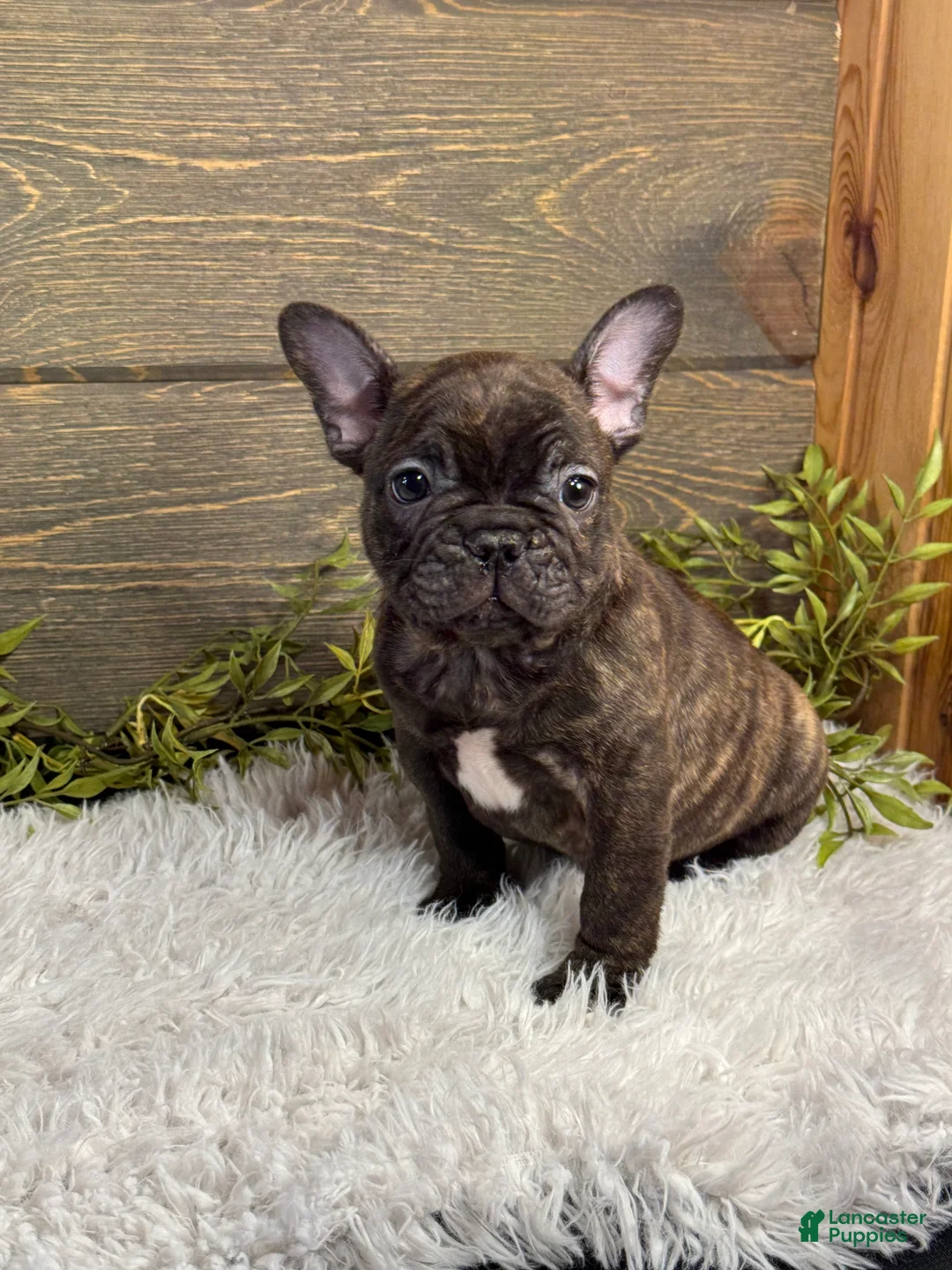 French Bulldog dogs for sale: Dillard - Ad 2