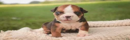 English Bulldog dogs for sale: Rita English Bulldog  - Ad 2