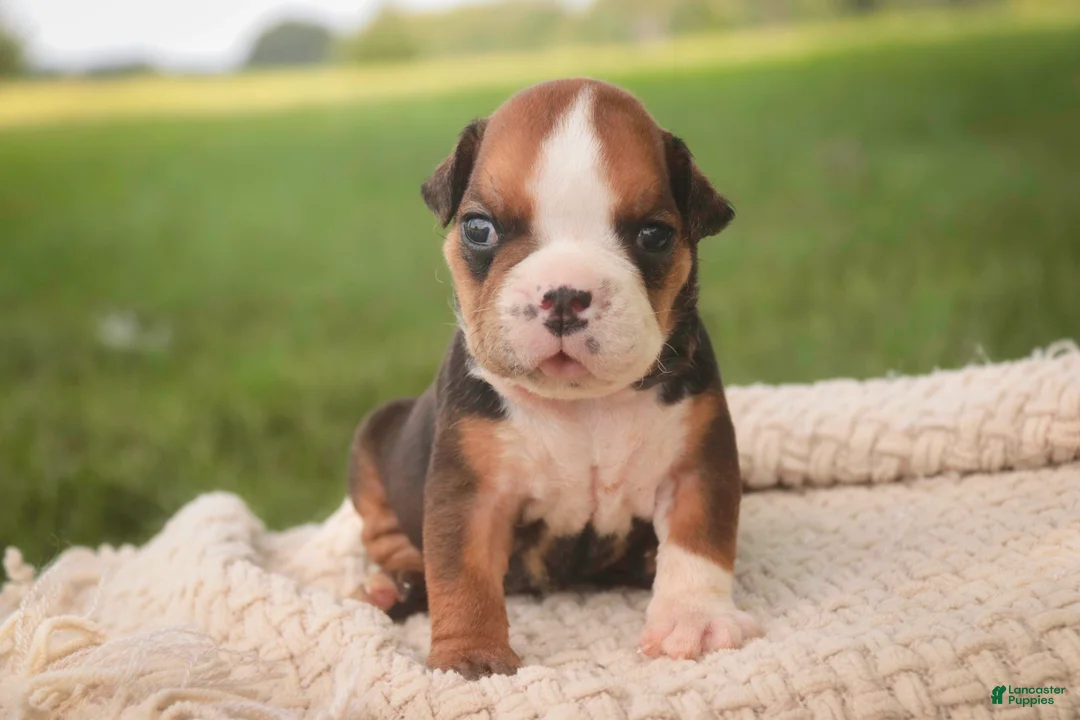 English Bulldog dogs for sale: Rita English Bulldog  - Ad 2