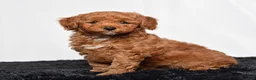 Mini Goldendoodle dogs for sale: Richie - Ad 6