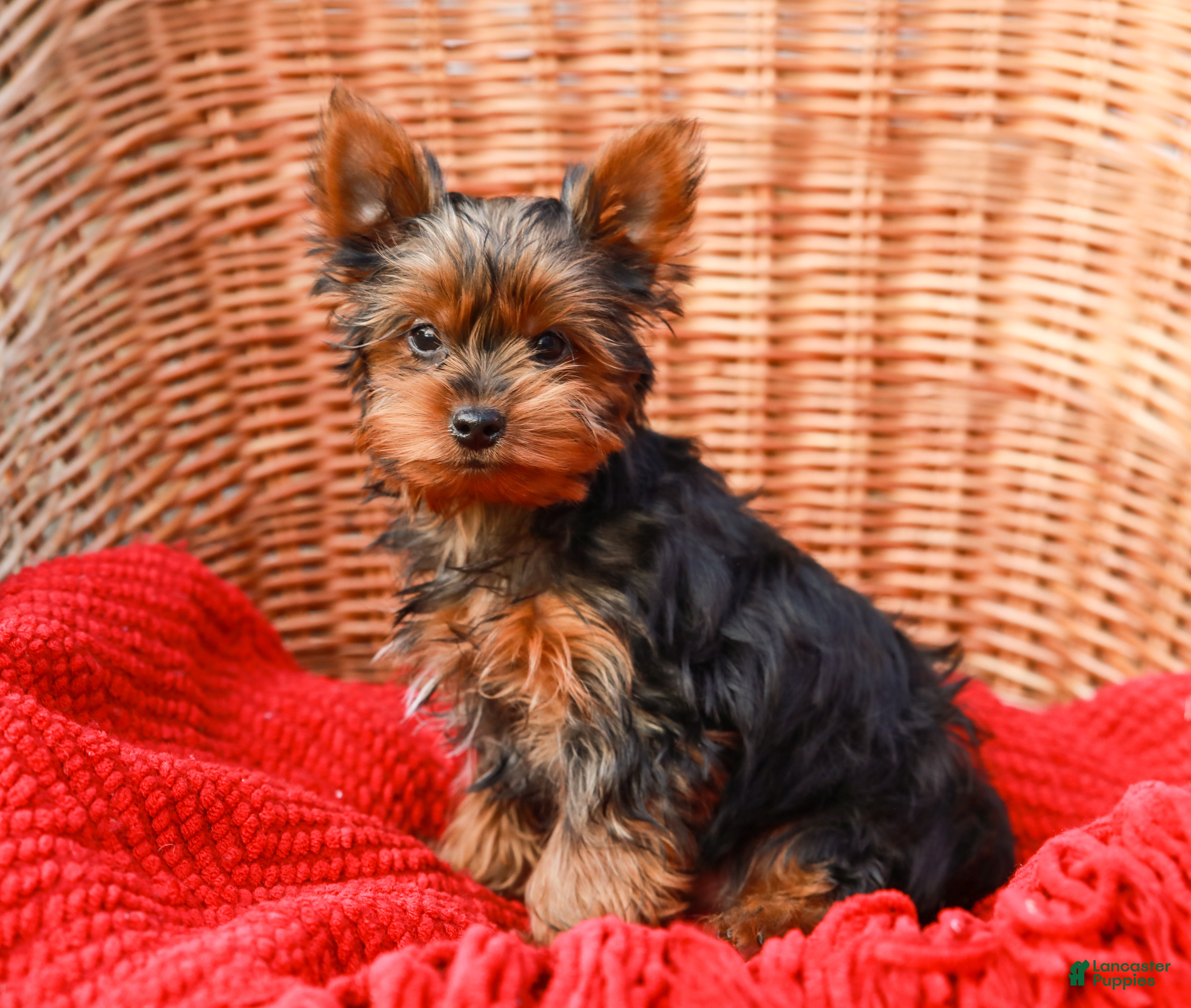 Yorkshire Terrier dogs Sparky - Ad 34