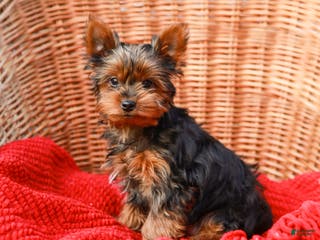 Yorkshire Terrier dogs Sparky - Ad 41