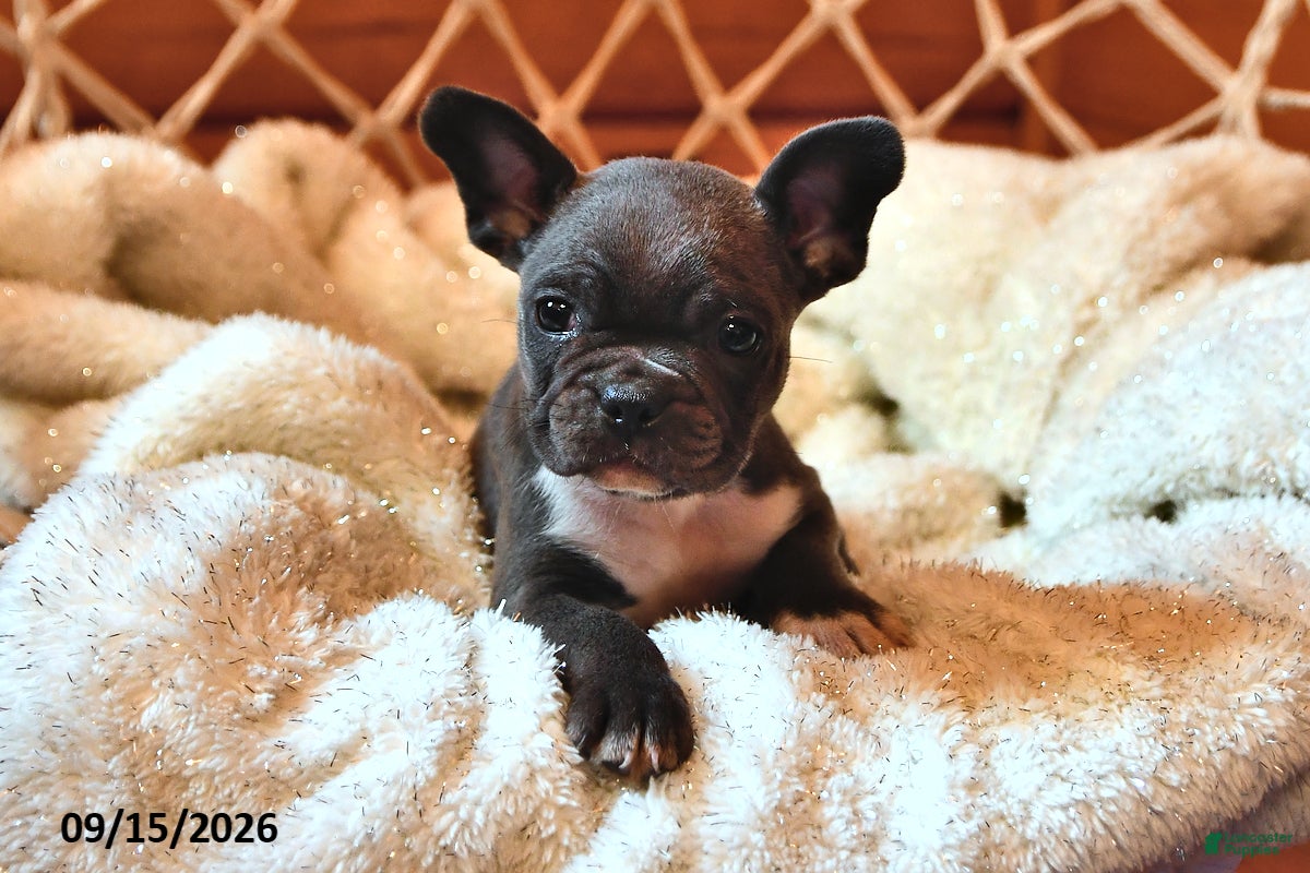 Frenchton dogs Mollie - Ad 2