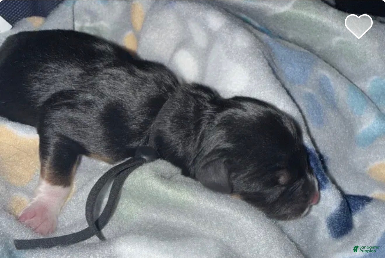 Mixed Breed dogs Mixed Breed Puppy 9 - Ad 7