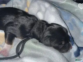 Mixed Breed dogs Mixed Breed Puppy 9 - Ad 5