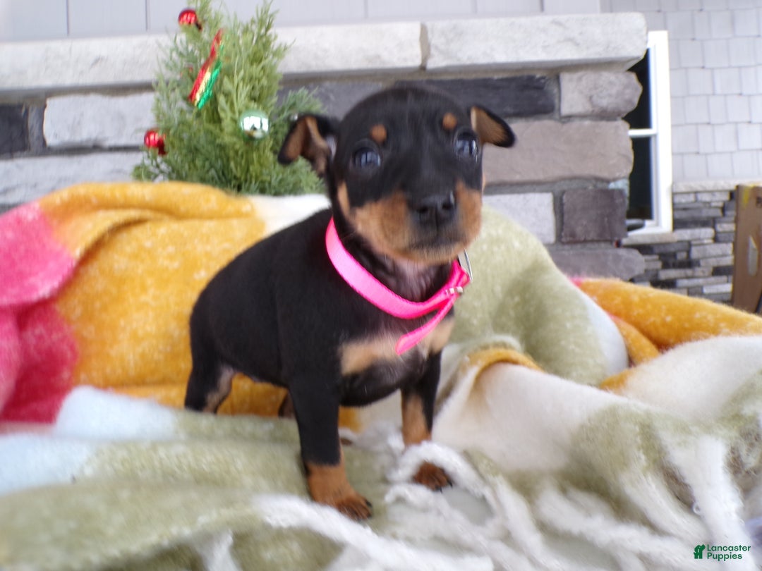 Miniature Pinscher dogs for sale: Miniature Pinscher Puppy 1 Lanie - Ad 1