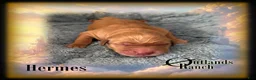 Golden Retriever dogs for sale: Hermes~Brown Collar - Ad 5