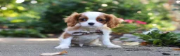 Cavalier King Charles Spaniel dogs for sale: Gus - Ad 6