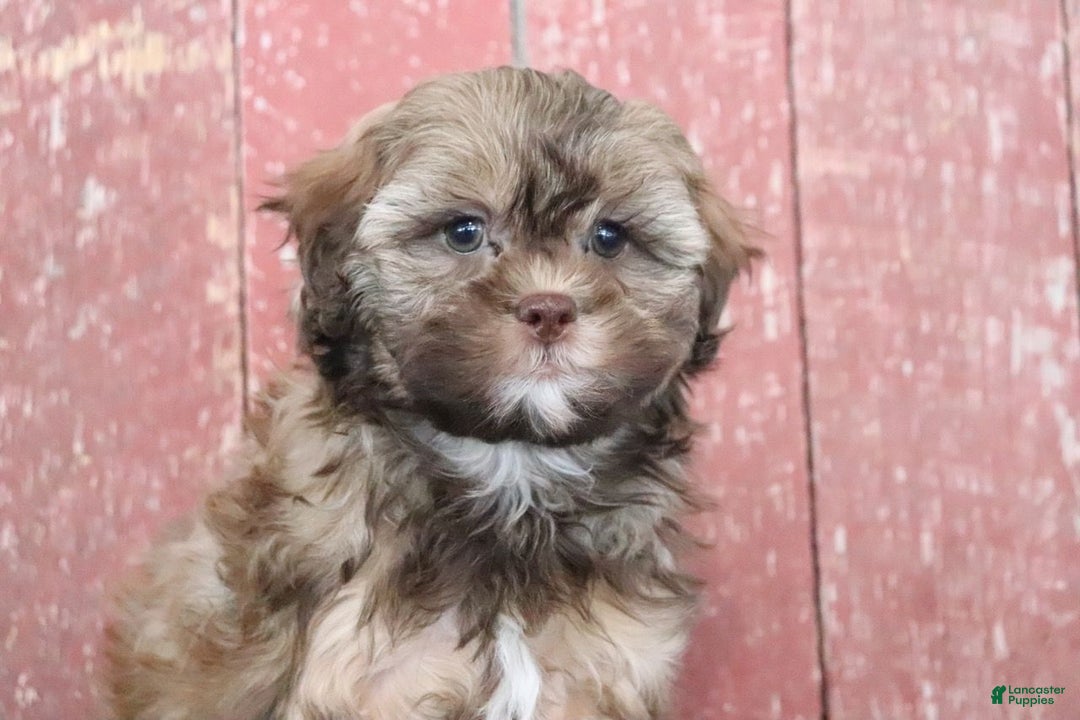 Shihpoo dogs for sale: Mabel - Ad 2