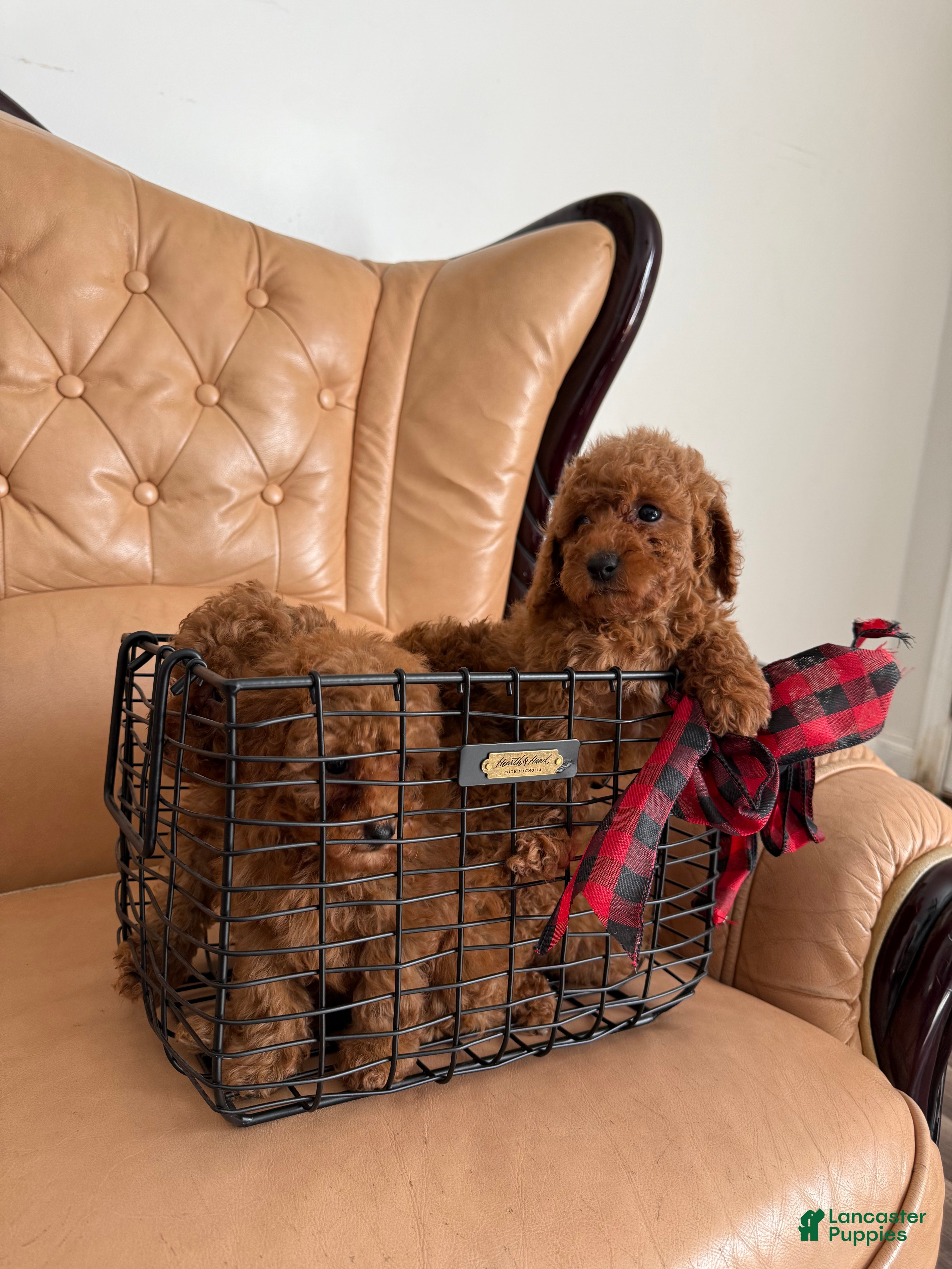 Miniature Poodle dogs for sale: Miniature Poodle Puppy 1 - Ad 2
