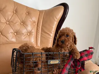 Miniature Poodle dogs for sale: Miniature Poodle Puppy 1 - Ad 2