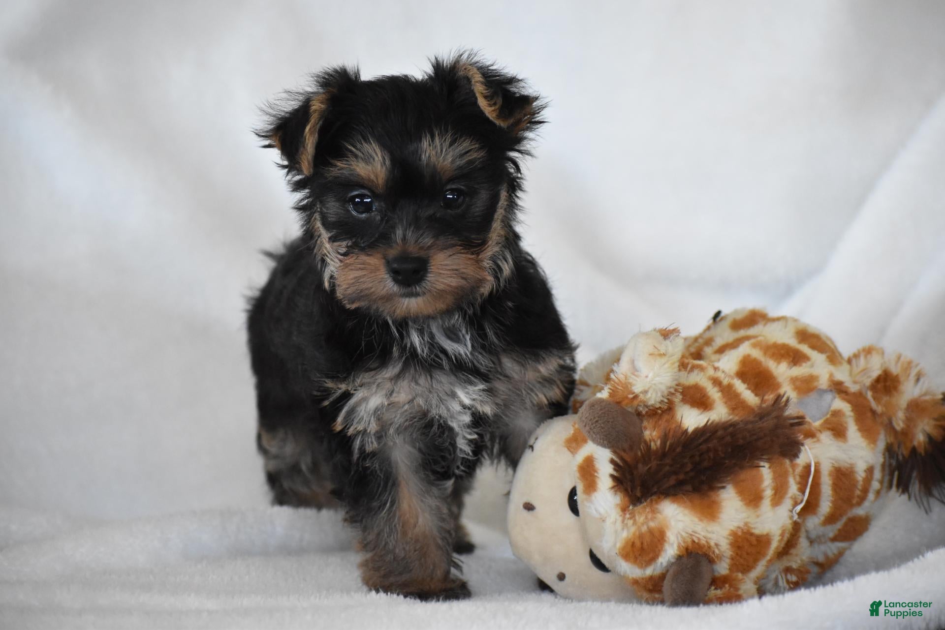 Yorkshire Terrier dogs for sale: Zane - Ad 1